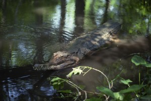 John Michael thinks this might be croc he saw.